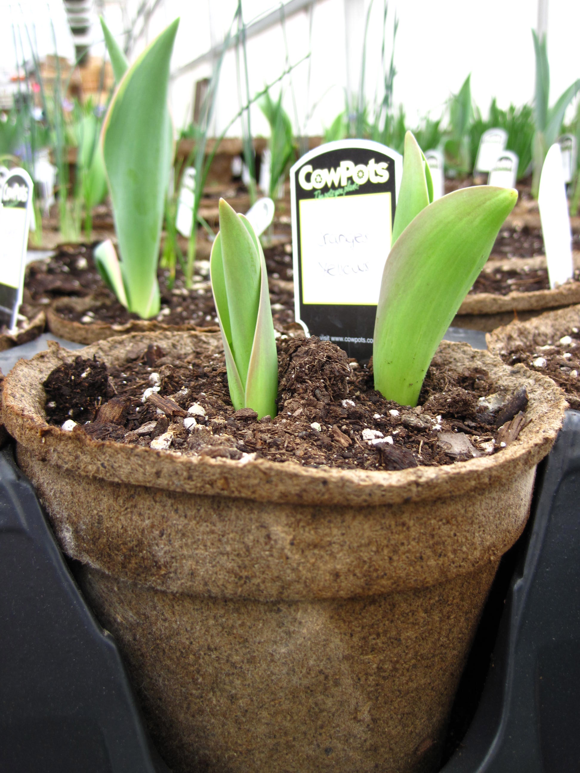 cowpots in tray