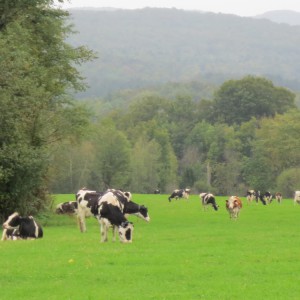 Dairy Farmers Protect Our Land