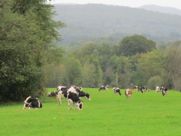 dairy is a leader in food sustainability