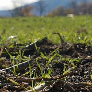 A Farm Field Revolution for Healthy Soil