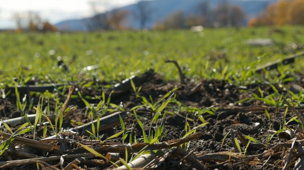 Cover crop growing on farm field