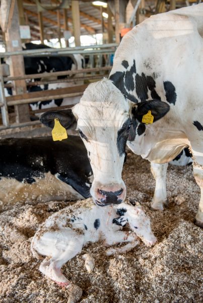 Calf being born