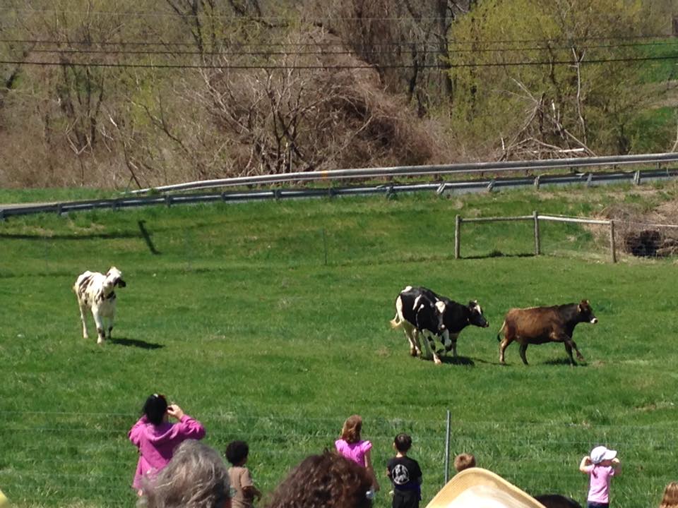 Barstow's Longview Farm dairy cow pasture