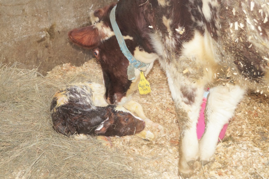 Right after birth, the cow stimulates her calf to breathe by cleaning it off.  Raz-ma-taz will clean her calf so that it will dry off.  The average calf begins to try to stand within 20 minutes and will be fully standing within hours