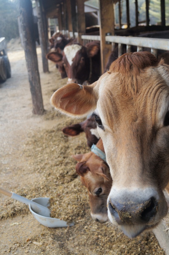 Our cows eat about 90 lbs of feed per day and we will push the feed closer at least 4 or 5 times between milkings.  This stimulates the cows to get up and eat more often which is essential for their health and well-being.  The average cow uses the same amount of energy to produce milk in one day as it would take a man to run two consecutive marathons. Talk about needing to carbo-load!