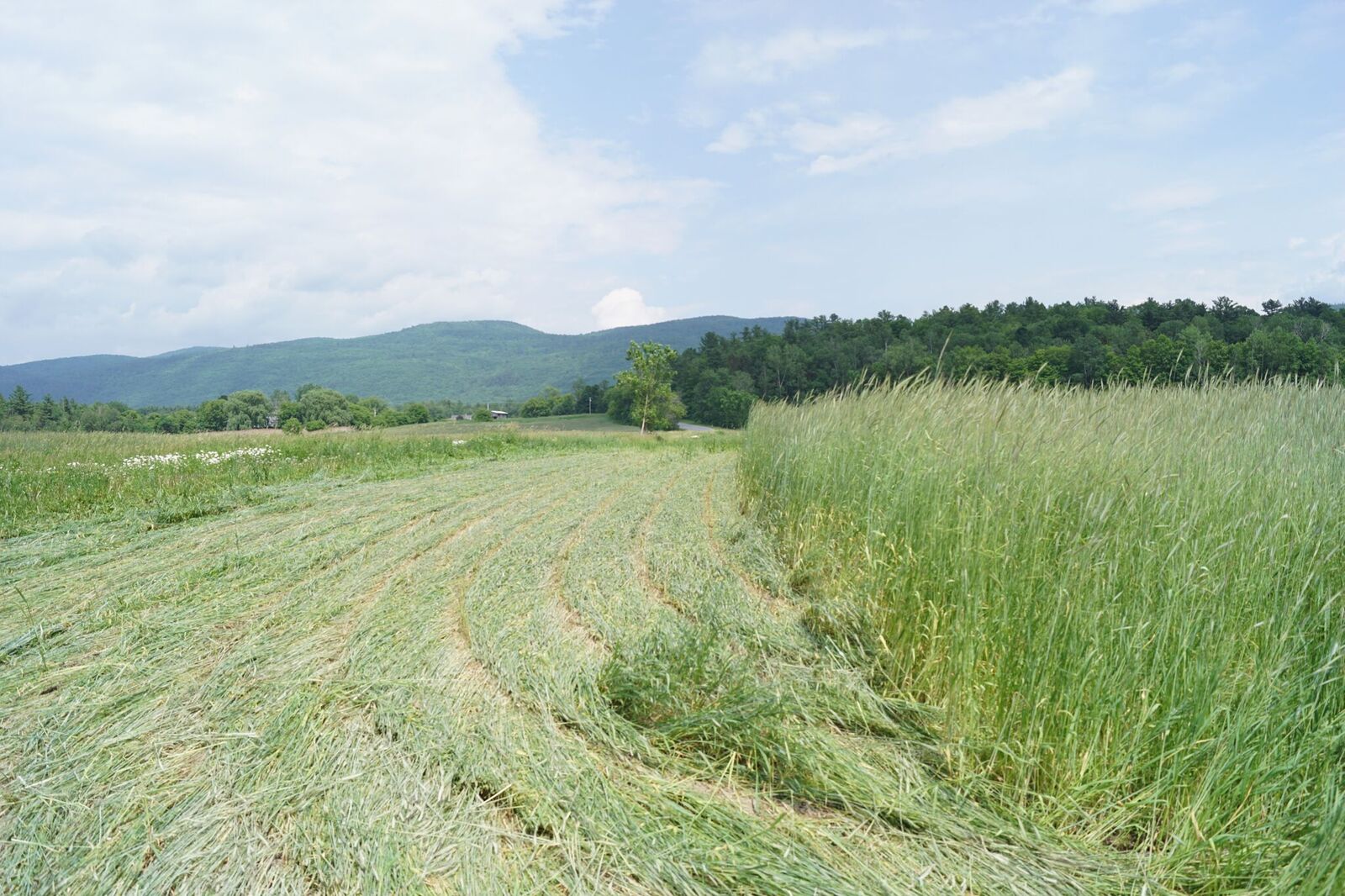 roller crimper winter rye vermont