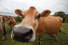 Cow Picture