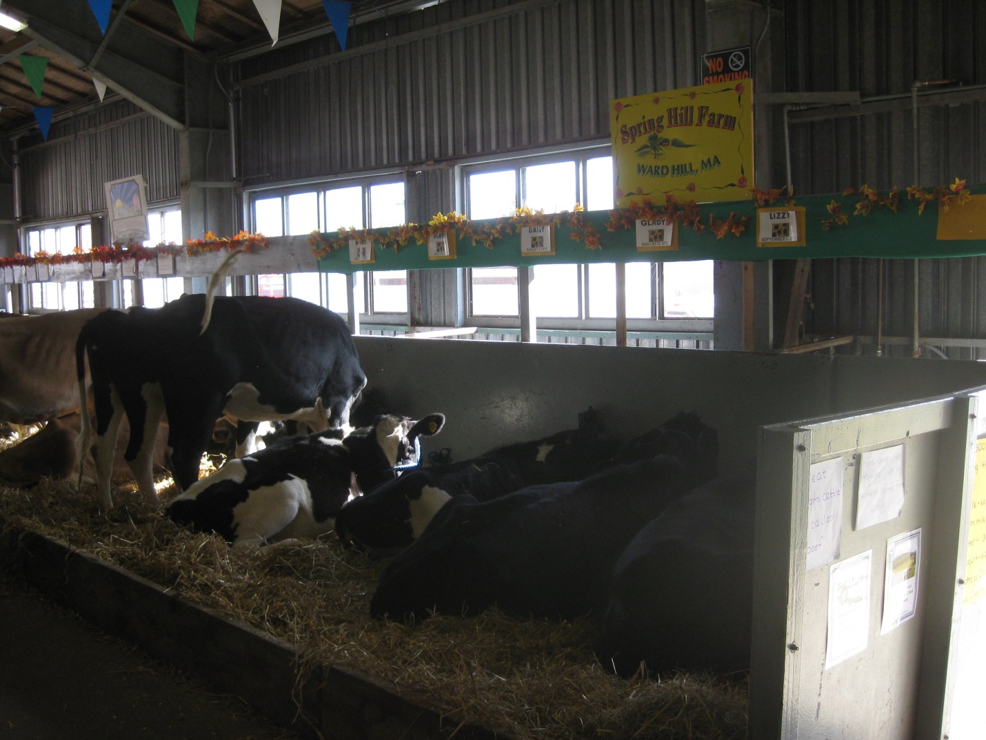 Cows Resting