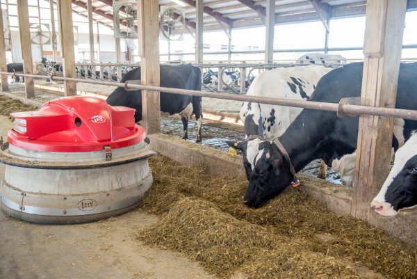 Cows with feed pusher