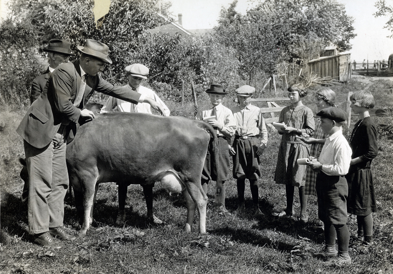 students with cows