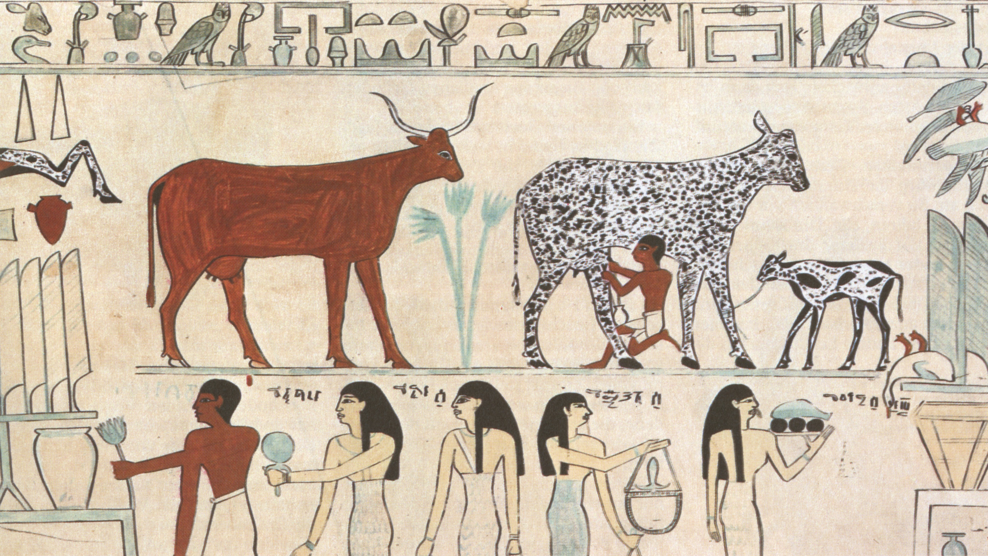 Egyptians milking cows