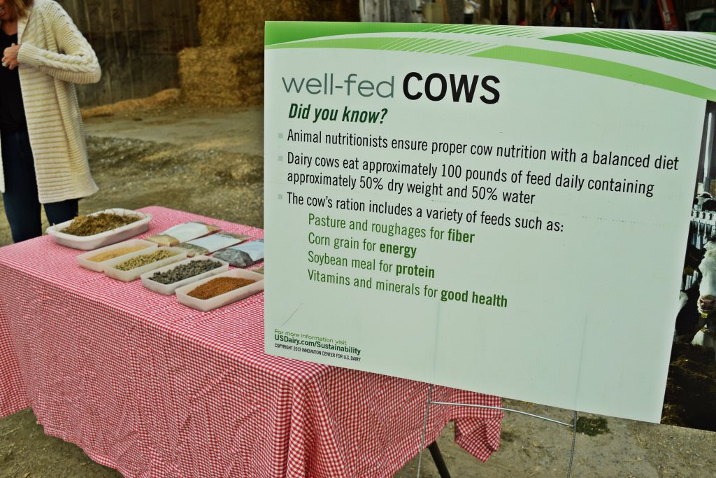 what cows eat farm to table dinner