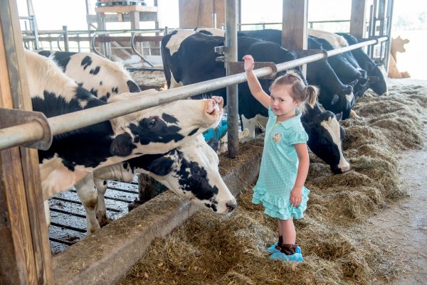 Girl Interacts with Cow