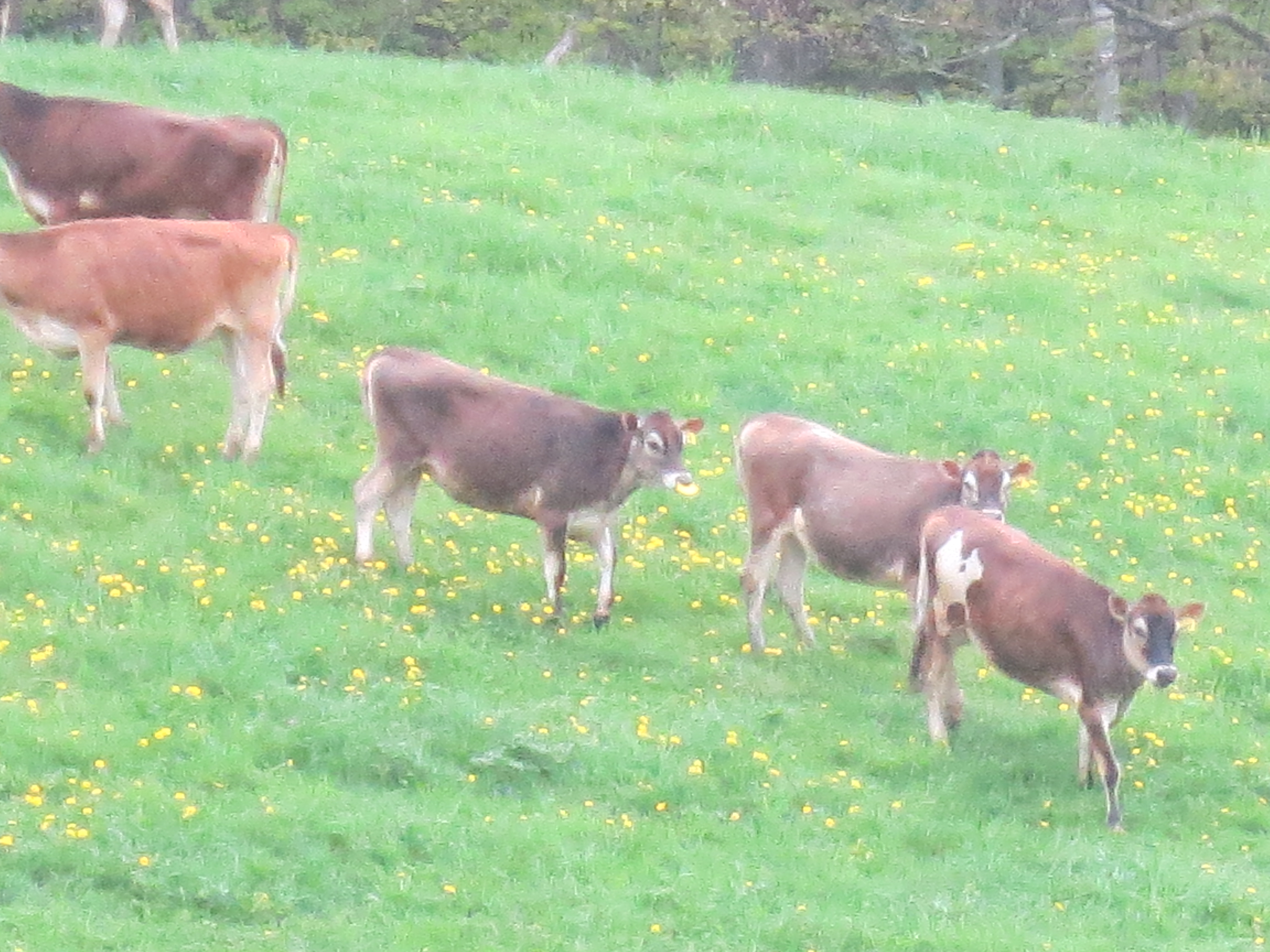 cows