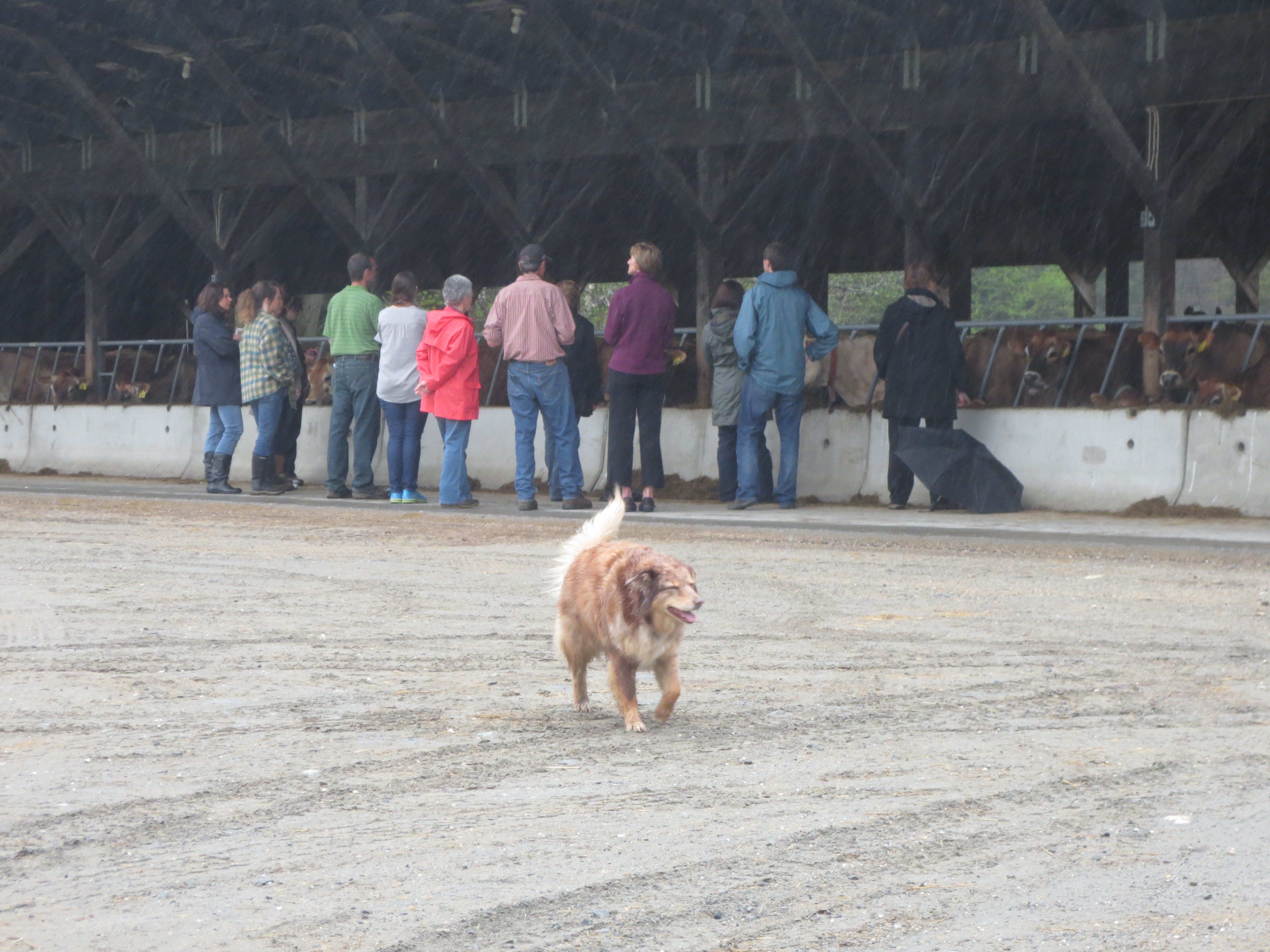 You'll find all kinds of friends on the farm!