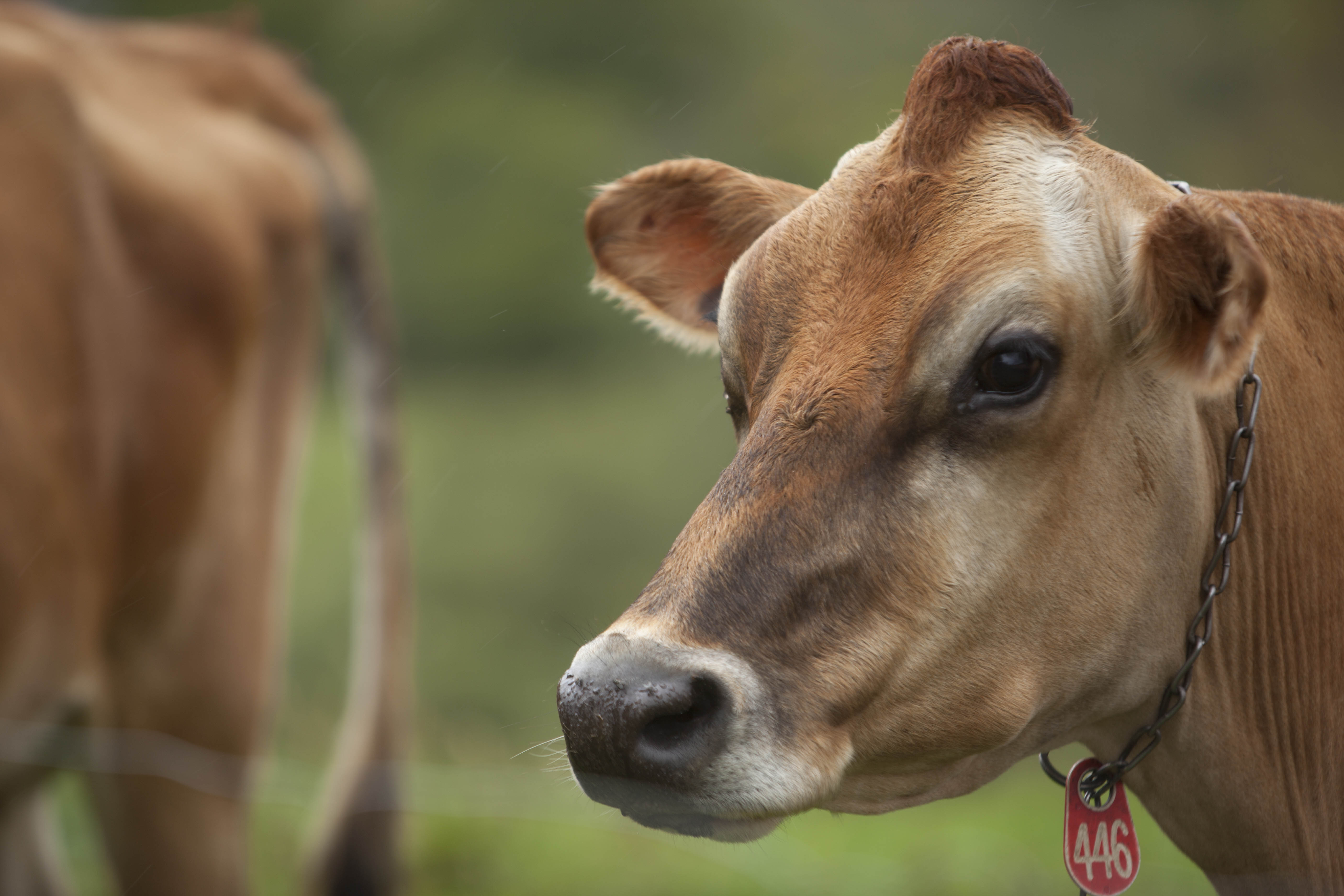 One of Claire's Jersey cows.