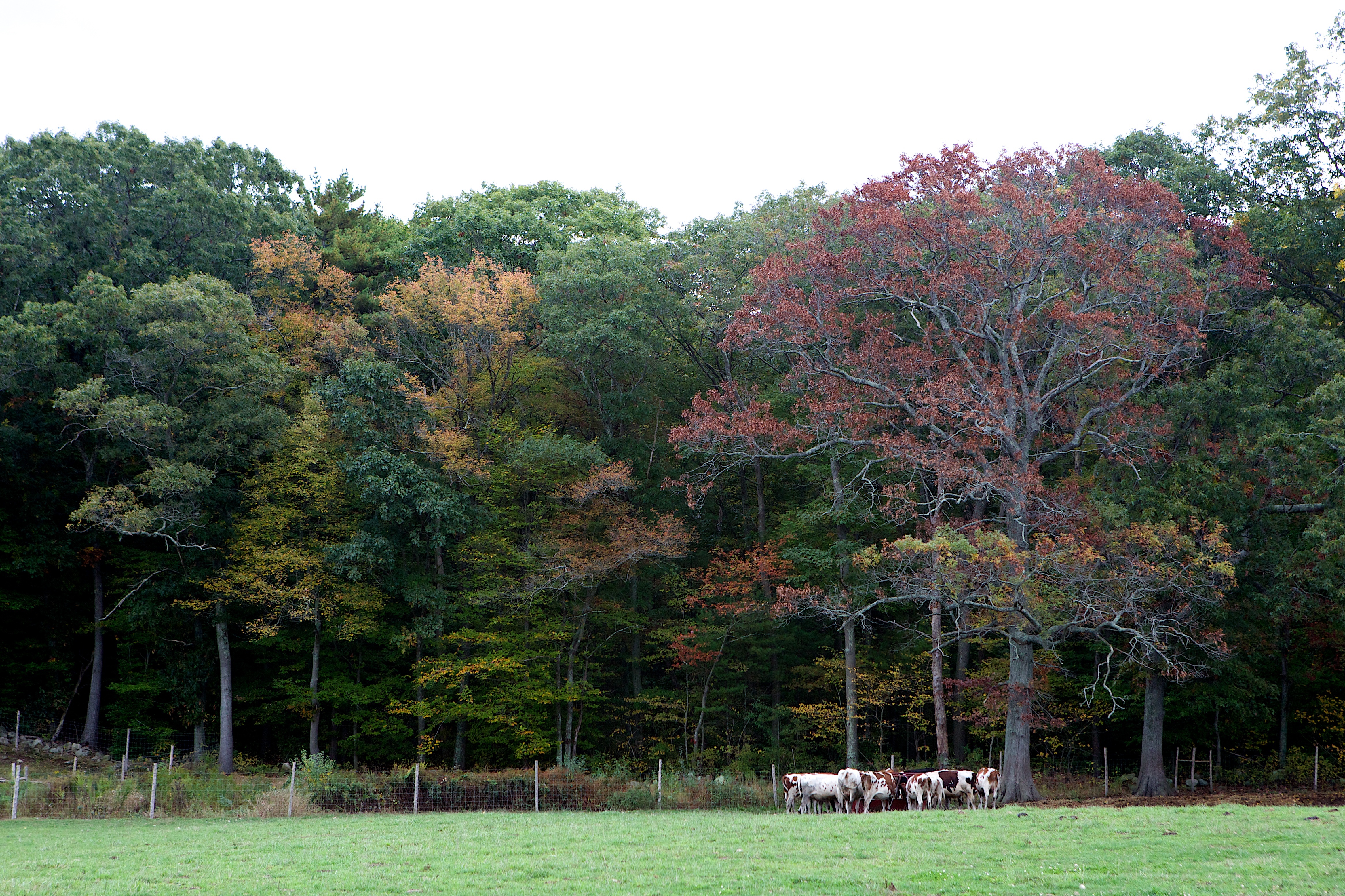 MA Farm Tour Hornstra Farms 10.7 (109)