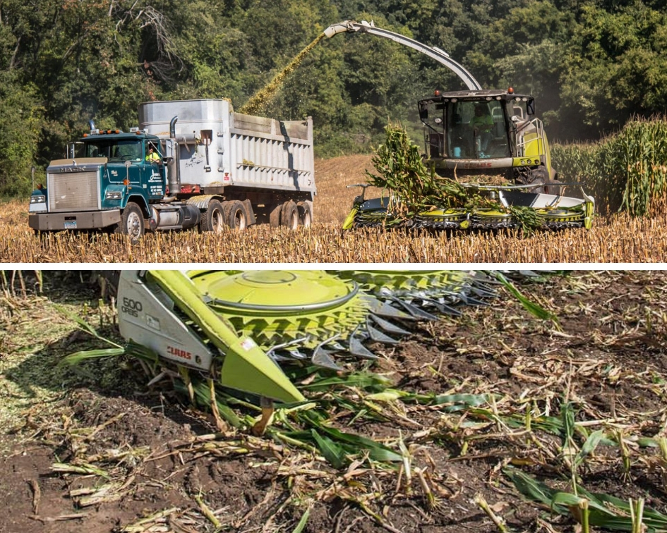 Oakridge dairy corn harvest