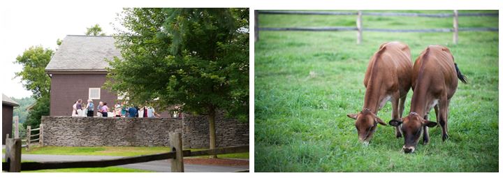 Our guests relaxed on the terrace as Jersey cows grazed on the fields below. 