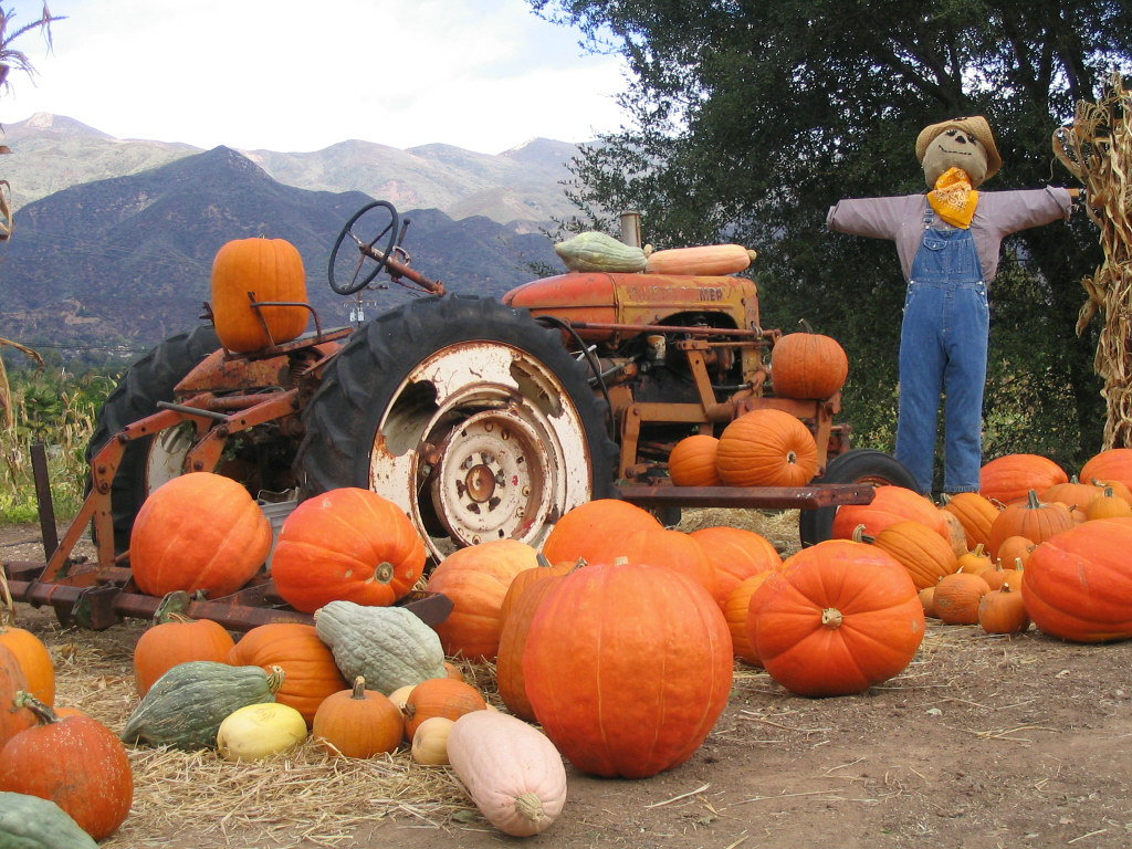 Pumpkin_Patch_2