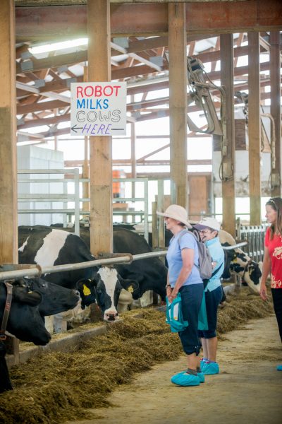Visitors with Cows at Robot