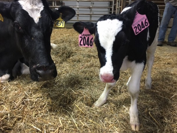 calf and momma