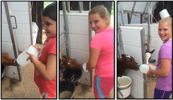 calf feeding