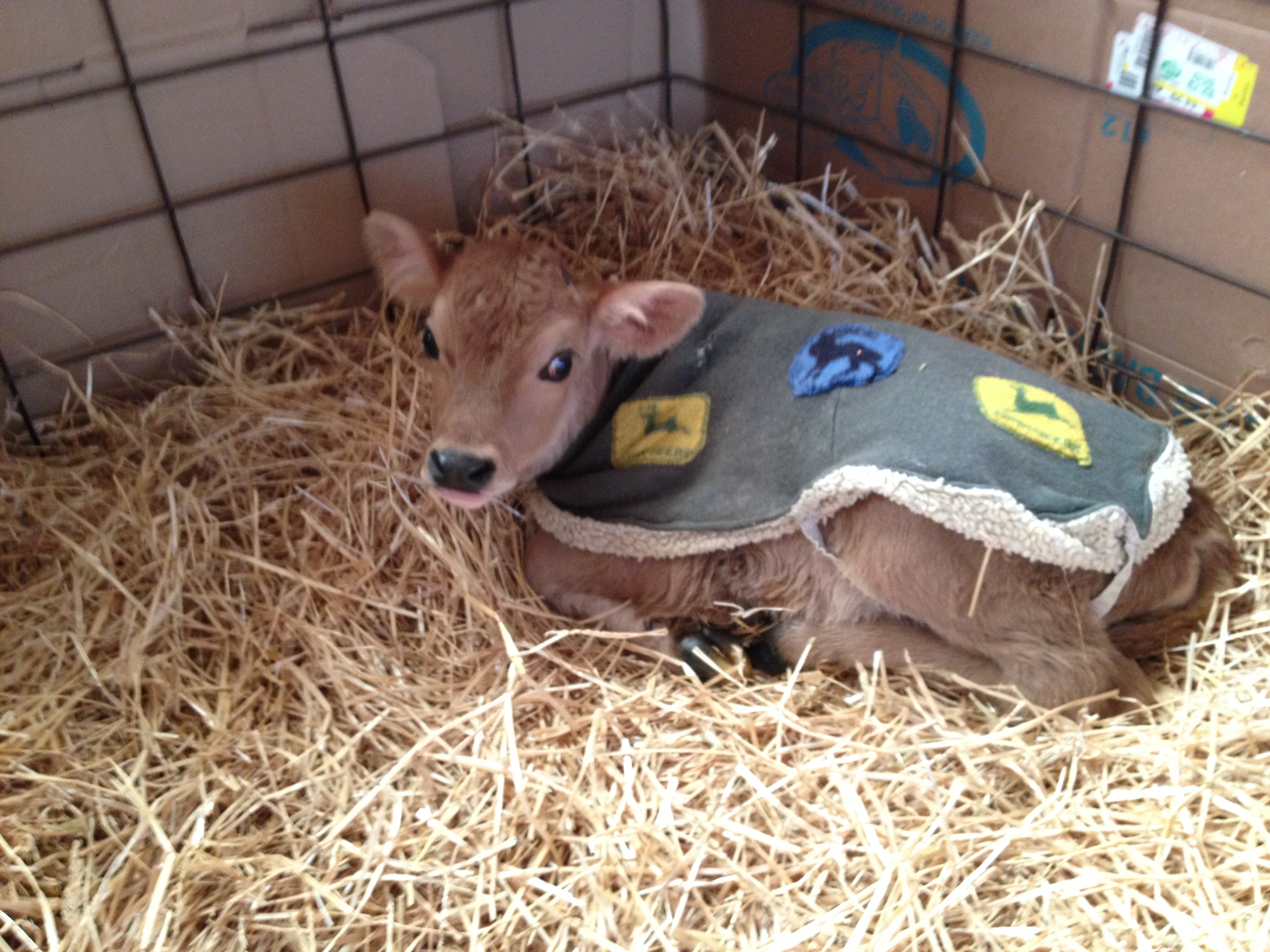 calf in fleece coat winter