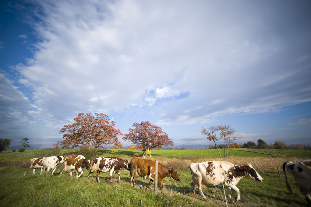 cows on farm
