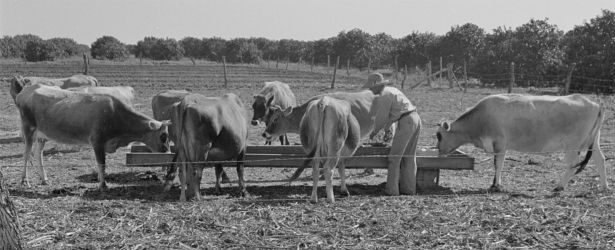 Cows drinking water