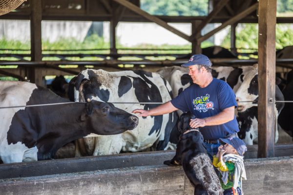 father son and dog with cows in barn petting cow