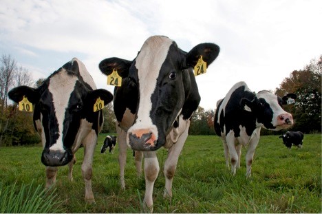 freund farm cows