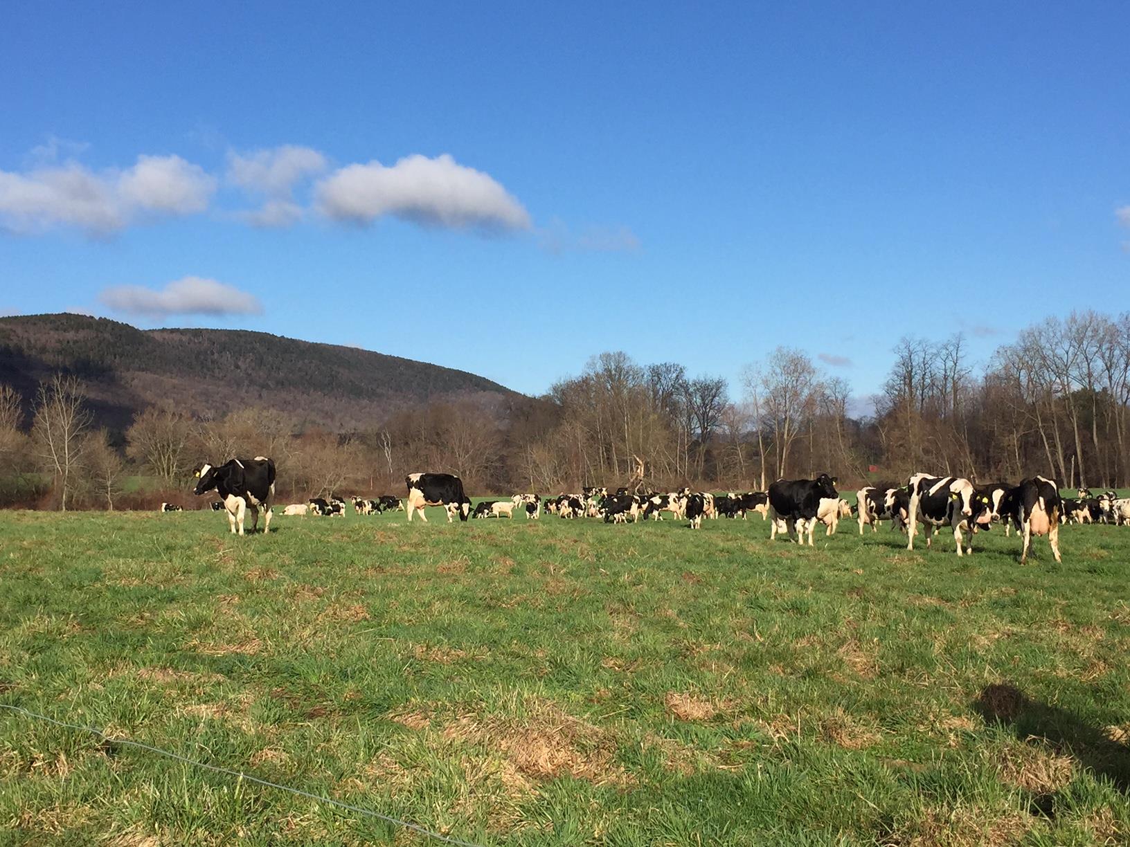 Freund's Farm cows pasture