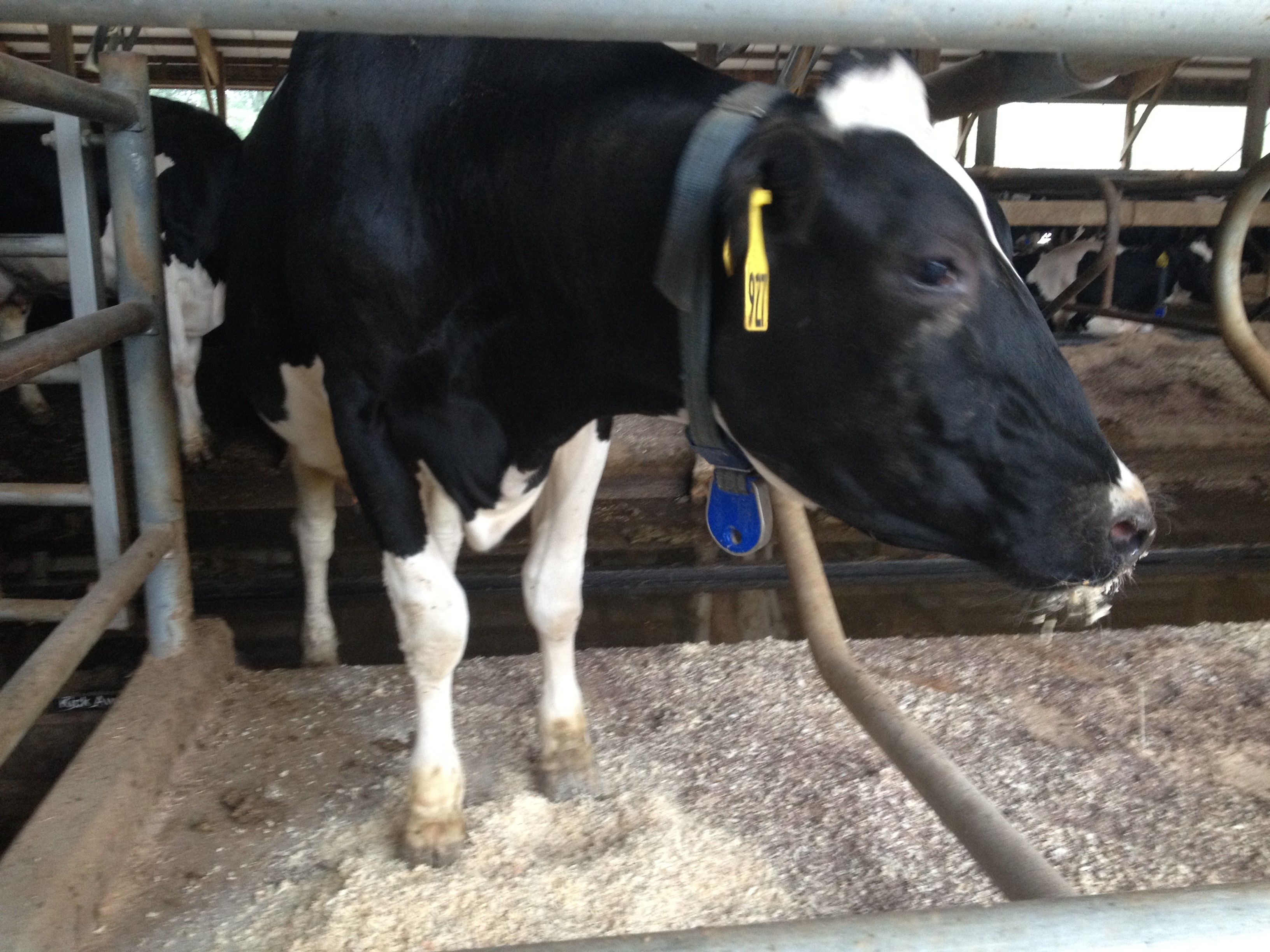 Great Brook Farm State Park Cow