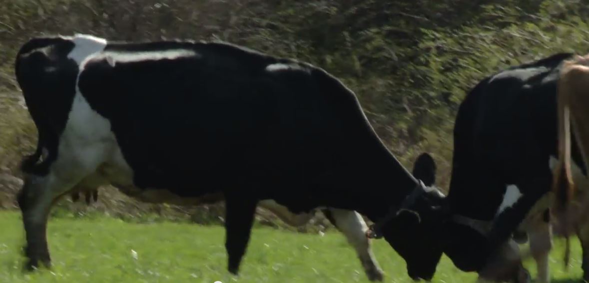 Hanson dairy farm cows pasture