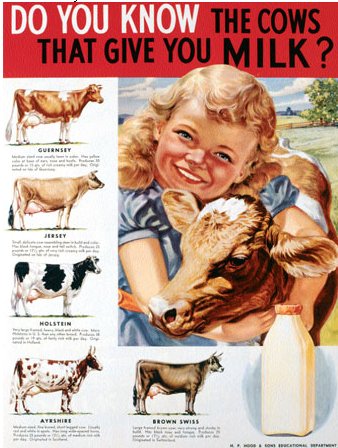 top cow breeds ad