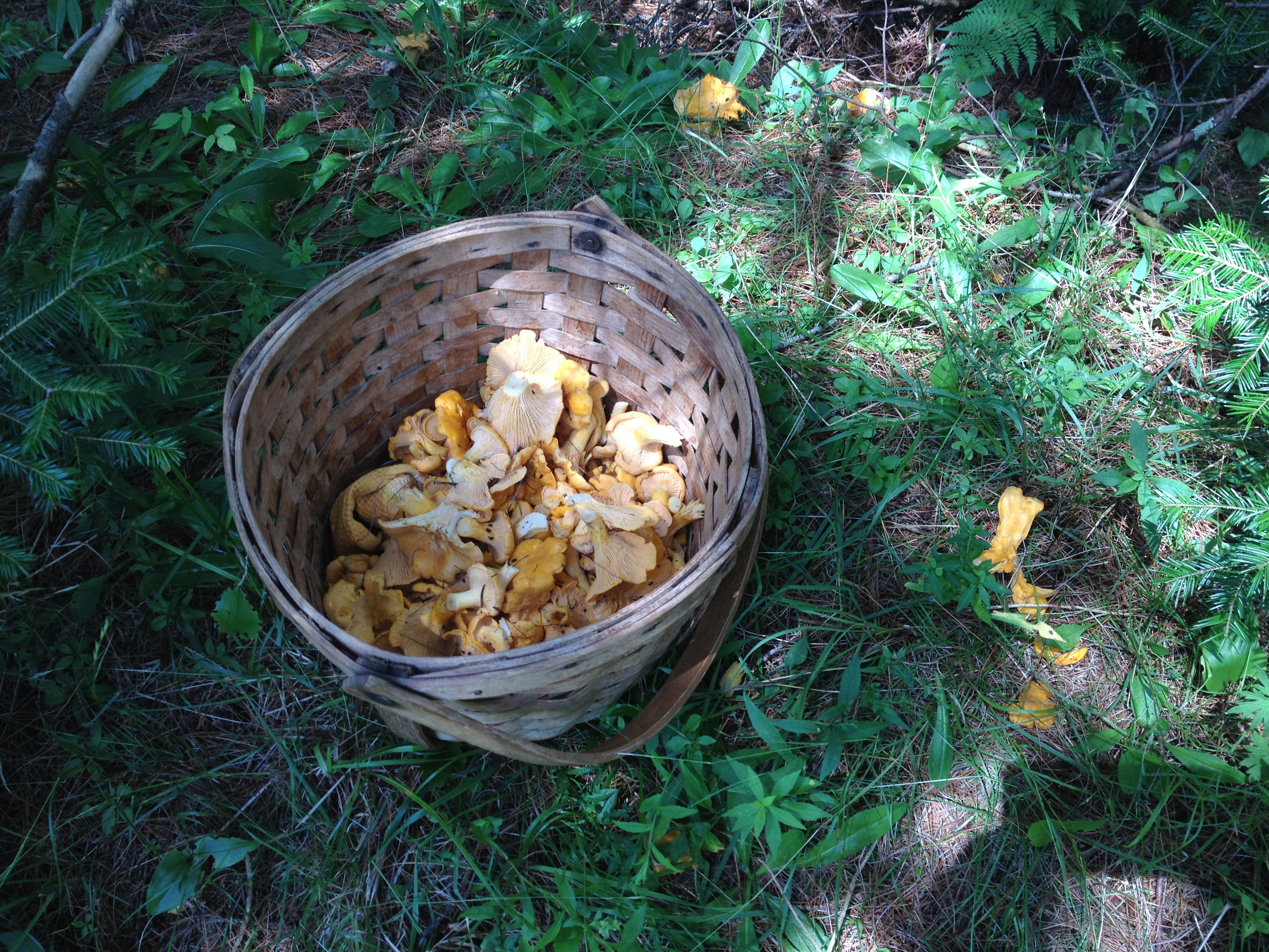 mushroom basket