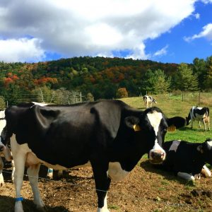 In The Moood For Fall Fun? Visit A Dairy Farm!