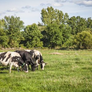 3 Reasons to Include Dairy in a Plant-Based Diet