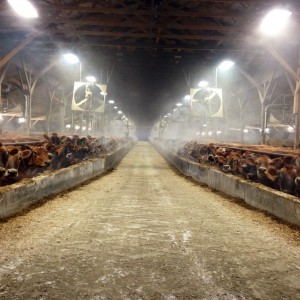 Winter Dairy Farming – A Chilly Affair