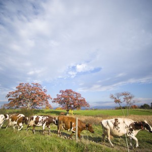 Happy June Dairy Month!