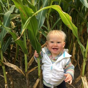 Explore a Corn Maze and Support a Local Farmer!
