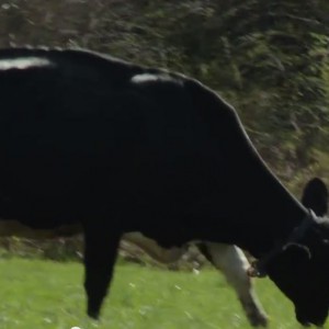 Cows Jump Over the Moon