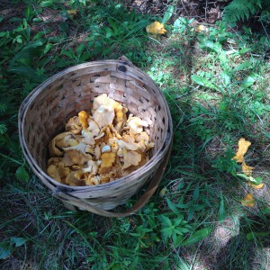 Dairy Farm Mushroom Hunting